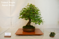 Trident Maple by Aaron Binns